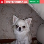 Подробнее об объявлении «Тюмень Пропала собака кобель потерялась собака» Фото: пропала собака Чихуахуа «Тюмень Пропала собака кобель потерялась собака» в г. Тюмень