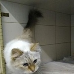 Подробнее об объявлении «Москва Найдена кошка бирюлевская 49к4» Фото: найдена кошка  «Москва Найдена кошка бирюлевская 49к4» в г. Москва