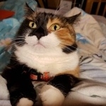 Подробнее об объявлении «Пропала кошка пуся Гирвас» Фото: пропала кошка  «Пропала кошка пуся Гирвас» в г. Гирвас