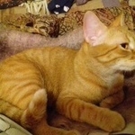 Подробнее об объявлении «Пропала кошка Мытищи» Фото: пропала кошка  «Пропала кошка Мытищи» в г. Мытищи