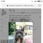 Подробнее об объявлении «Екатеринбург Пропал кот вторчермет» Фото: пропала кошка  «Екатеринбург Пропал кот вторчермет» в г. Екатеринбург