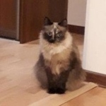 Подробнее об объявлении «Пропала кошка потерялась кошка Тюмень» Фото: пропала кошка  «Пропала кошка потерялась кошка Тюмень» в г. Тюмень