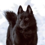 Подробнее об объявлении «Пропала собака помогите найти друга   Орехово-Зуево» Фото: пропала собака  «Пропала собака помогите найти друга...» в г. Орехово-Зуево