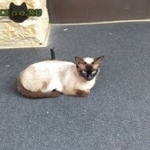 Подробнее об объявлении «Ставрополь Найдена кошка» Фото: найдена кошка Тайская «Ставрополь Найдена кошка» в г. Ставрополь