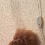 Подробнее об объявлении «Подольск Пропала собака» Фото: пропала собака Пудель «Подольск Пропала собака» в г. Подольск