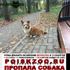 Подробнее об объявлении «Пропала собака кобель внимание Голицыно (Московская обл.)» Фото: пропала собака Вельш корги «Пропала собака кобель внимание Голицыно...» в г. Голицыно (Московская обл.)