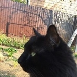 Подробнее об объявлении «Пропал кот снт отдых киевское шоссе Москва» Фото: пропала кошка  «Пропал кот снт отдых киевское шоссе Москва» в г. Москва