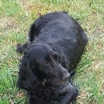 Подробнее об объявлении «Пропала собака Самара» Фото: пропала собака Русский охотничий спаниель «Пропала собака Самара» в г. Самара