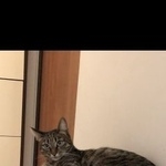 Подробнее об объявлении «Пропала кошка Москва» Фото: пропала кошка  «Пропала кошка Москва» в г. Москва