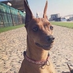 Подробнее об объявлении «Пропала собака Санкт-Петербург» Фото: пропала собака Карликовый пинчер «Пропала собака Санкт-Петербург» в г. Санкт-Петербург