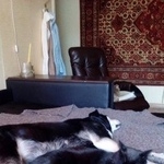 Подробнее об объявлении «Пропал кот черный кот тим Москва» Фото: пропала кошка  «Пропал кот черный кот тим Москва» в г. Москва