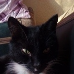 Подробнее об объявлении «Пропал кот Москва» Фото: пропала кошка  «Пропал кот Москва» в г. Москва