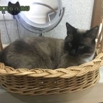 Подробнее об объявлении «Пропал кот ваня Пушкино» Фото: пропала кошка  «Пропал кот ваня Пушкино» в г. Пушкино
