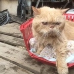 Подробнее об объявлении «Москва Найден кот -ищет дом» Фото: найдена кошка Персидская «Москва Найден кот -ищет дом» в г. Москва