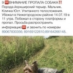 Подробнее об объявлении «Пропала собака кобель 14.07.19 Москва» Фото: пропала собака Йоркширский терьер «Пропала собака кобель 14.07.19 Москва» в г. Москва