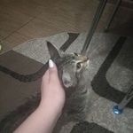 Подробнее об объявлении «Найдена кошка Курган» Фото: найдена кошка  «Найдена кошка Курган» в г. Курган