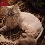 Подробнее об объявлении «Тула Пропал кот» Фото: пропала кошка  «Тула Пропал кот» в г. Тула