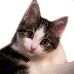 Подробнее об объявлении «Пропала кошка северное тушино Москва» Фото: пропала кошка  «Пропала кошка северное тушино Москва» в г. Москва