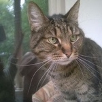 Подробнее об объявлении «Пропал кот хозяин отзовись Москва» Фото: пропала кошка  «Пропал кот хозяин отзовись Москва» в г. Москва