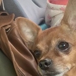 Подробнее об объявлении «Найдена собака кобель похож на тойтерьера Реутов» Фото: найдена собака Той-терьер «Найдена собака кобель похож на тойтерьера Реутов» в г. Реутов