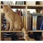 Подробнее об объявлении «Пропал кот Москва» Фото: пропала кошка  «Пропал кот Москва» в г. Москва