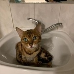 Подробнее об объявлении «Москва Найдена кошка бенгальская» Фото: найдена кошка Бенгальская «Москва Найдена кошка бенгальская» в г. Москва