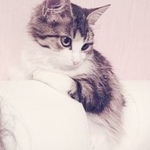 Подробнее об объявлении «Пропала кошка помогите найти писклюшу. Москва» Фото: пропала кошка  «Пропала кошка помогите найти писклюшу. Москва» в г. Москва