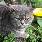 Подробнее об объявлении «Москва Найден кот» Фото: найдена кошка Британская короткошерстная «Москва Найден кот» в г. Москва