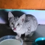 Подробнее об объявлении «Железнодорожный (Московск.) Найден котёнок, мальчик, серо-белый, четыре мес» Фото: найдена кошка  «Железнодорожный (Московск.) Найден котёнок,...» в г. Железнодорожный (Московск.)