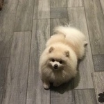 Подробнее об объявлении «Пропала собака кобель помогите  Санкт-Петербург» Фото: пропала собака Немецкий шпиц «Пропала собака кобель помогите  Санкт-Петербург» в г. Санкт-Петербург