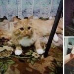 Подробнее об объявлении «Курган Пропала кошка» Фото: пропала кошка  «Курган Пропала кошка» в г. Курган