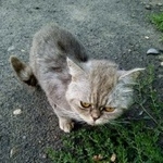 Подробнее об объявлении «Найдена кошка Курган» Фото: найдена кошка  «Найдена кошка Курган» в г. Курган