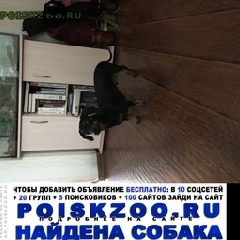 Подробнее об объявлении «Екатеринбург Найдена собака кобель такса» Фото: найдена собака Такса «Екатеринбург Найдена собака кобель такса» в г. Екатеринбург