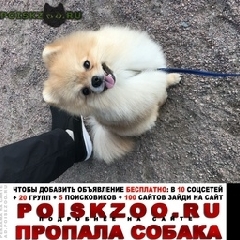 Подробнее об объявлении «Ступино Пропала собака кобель шпиц, мальчик.клеймо и чип имеется.» Фото: пропала собака Померанский шпиц «Ступино Пропала собака кобель шпиц,...» в г. Ступино