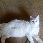 Подробнее об объявлении «Москва Найден кот. район косино-ухтомский» Фото: найдена кошка Турецкая ангора «Москва Найден кот. район косино-ухтомский» в г. Москва