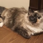 Подробнее об объявлении «Пропала кошка п. воскресенское Москва» Фото: пропала кошка  «Пропала кошка п. воскресенское Москва» в г. Москва