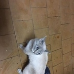 Подробнее об объявлении «Найден кот на ул первомайская. первомайская Новочеркасск» Фото: найдена кошка  «Найден кот на ул первомайская. первомайская...» в г. Новочеркасск
