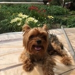 Подробнее об объявлении «Тюмень Пропала собака кобель» Фото: пропала собака Йоркширский терьер «Тюмень Пропала собака кобель» в г. Тюмень