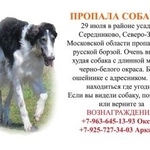 Подробнее об объявлении «Пропала собака кобель помогите найти Солнечногорск» Фото: пропала собака Русская псовая борзая «Пропала собака кобель помогите найти Солнечногорск» в г. Солнечногорск