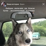 Подробнее об объявлении «Найдена собака кобель Красноярск» Фото: найдена собака  «Найдена собака кобель Красноярск» в г. Красноярск