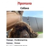 Подробнее об объявлении «Пропала собака по кличке ксюша Троицк» Фото: пропала собака Ньюфаундленд «Пропала собака по кличке ксюша Троицк» в г. Троицк