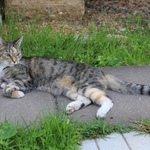 Подробнее об объявлении «Пропала кошка после дтп Москва» Фото: пропала кошка Европейская короткошерстная «Пропала кошка после дтп Москва» в г. Москва