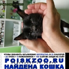 Подробнее об объявлении «Красноярск Найден кот» Фото: найдена кошка  «Красноярск Найден кот» в г. Красноярск