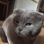Подробнее об объявлении «Пропал кот британец Тверь» Фото: пропала кошка  «Пропал кот британец Тверь» в г. Тверь