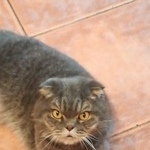 Подробнее об объявлении «Москва Найден кот в измайлово, шотландец» Фото: найдена кошка  «Москва Найден кот в измайлово, шотландец» в г. Москва