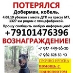 Подробнее об объявлении «Пропала собака кобель Уфа» Фото: пропала собака Доберман «Пропала собака кобель Уфа» в г. Уфа