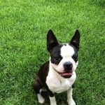 Подробнее об объявлении «Пропала собака нашедшему большое вознаграждение Ульяновск» Фото: пропала собака Бостон терьер «Пропала собака нашедшему большое вознаграждение...» в г. Ульяновск