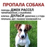 Подробнее об объявлении «Пропала собака Чехов» Фото: пропала собака Джек рассел терьер «Пропала собака Чехов» в г. Чехов