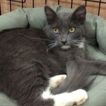 Подробнее об объявлении «Пропала кошка Москва» Фото: пропала кошка  «Пропала кошка Москва» в г. Москва