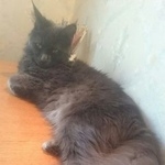 Подробнее об объявлении «Орел Пропала кошка» Фото: пропала кошка  «Орел Пропала кошка» в г. Орел